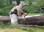 Storm damage fallen trees